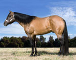 T_CVMystique-Profile.jpg